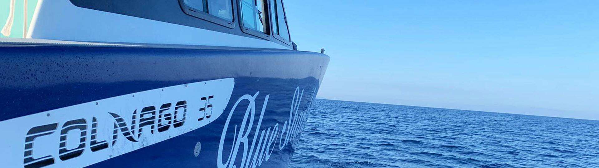 Blue Shark boat on prime transfer route